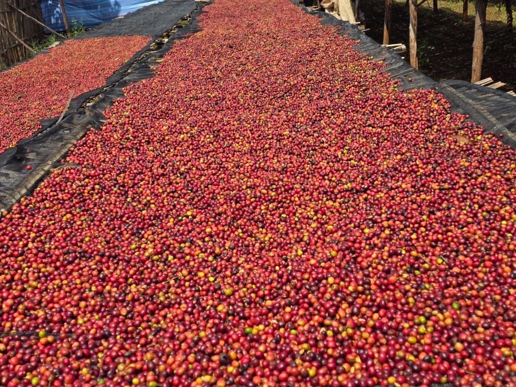 Ripe coffee cherries sun-drying on African raised beds