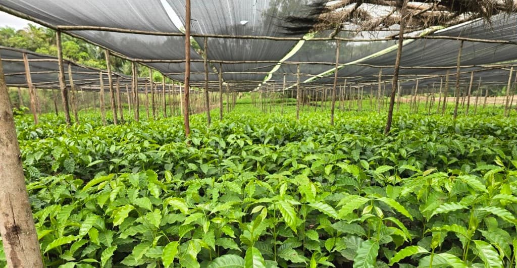 Coffee seedling nursery in the Gedeo highlands